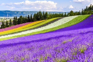 irodori field, tomita farm, furano, japan. it is the famous and beautiful flower fields in hokkaido