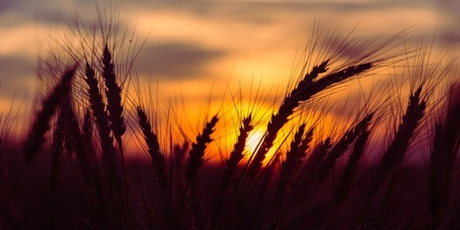 majestic sunset over a wheat field, wheat ears close up under sunshine at sunset.  dramatic picturesque summer scene. colorful sunrise with a overcast clouds. wonderful rural landscape. creative image