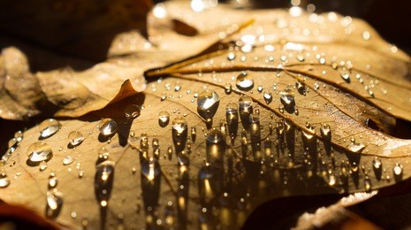 fallen autumn leaves with water drops