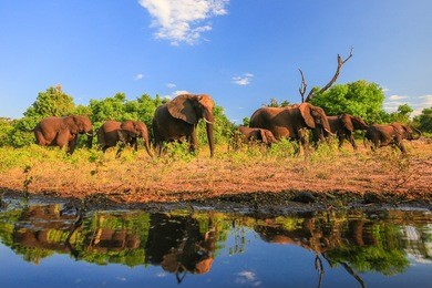 family of elephants moving along river to drink water, africa