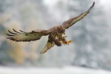 flying bird of prey. bird in the snowy forest with open wings. action scene from nature. bird of prey common buzzard, buteo buteo, in fly with snow. snowy day with bird during autumn with yellow trees