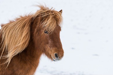 portrait from an icelandic horse in iceland