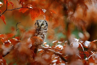 owl in the orange forest. boreal owl, aegolius funereus, in the orange larch autumn forest in central europe, detail portrait in the nature habitat, czech republic. beautiful little bird in the forest