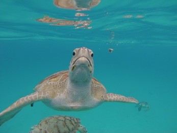 inquisitive hawks bill sea turtle sea turtle