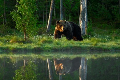 big brown bear walking around lake in the morning sun. dangerous animal in the forest. wildlife scene from europe. brown bird in the nature habitat with water, russia. bear with reflection in water.