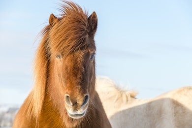 sunny portrait of the brown shaggy icelandic horse in winter. iceland.