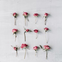 pink roses on grey concrete background. flat lay, top view