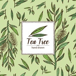background with tea tree. cosmetics and medical plant. hand drawn