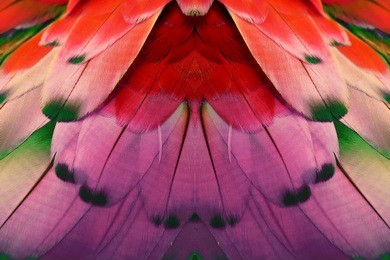 colorful feathers, feathers background 