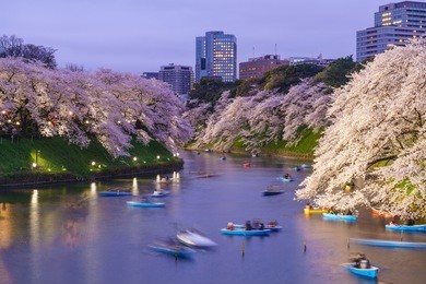 cherry bloosom at chidorigafuchi park