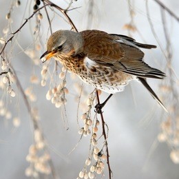 thrush on branch in winter (turdus obscurus)
