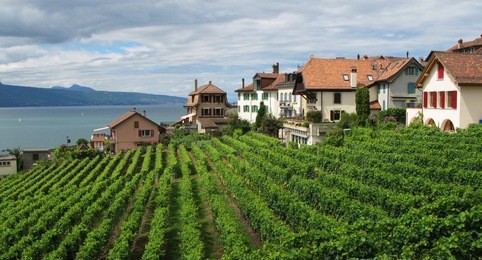 vineyards in lavaux, switzerland