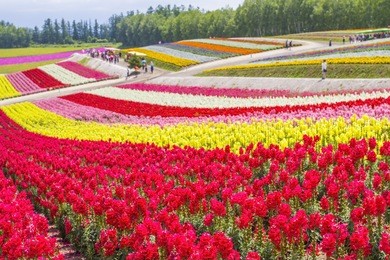 landscape of flowers garden in hokkaido japan.