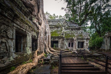 ta prohm is the name of the temple at angkor, siem reap, cambodia.
