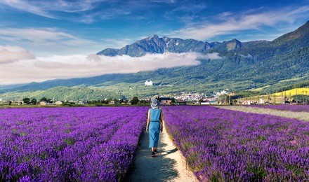 flower blooming in japan 