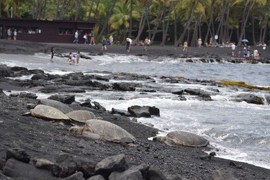 green sea turtles sunbathing on the sand of punaluu black sand beach, big island, hawaii