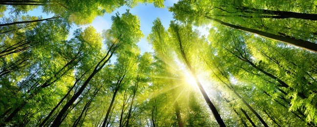 the sun beautifully illuminating the green treetops of tall beech trees in a forest clearing, panorama shot
