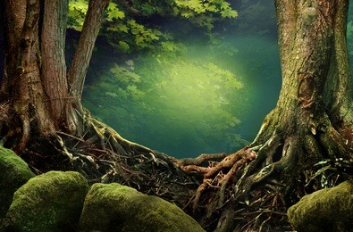 dark forest, old trees, roots, mossy stones and mysterious lighting