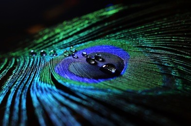 drops of water on a peacock feather