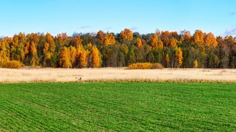 green field with colorful trees on the horizon. autumn landscape.