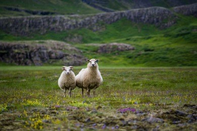 sheeps in the wilderness of iceland