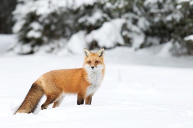 red fox (vulpes vulpes) in winter in algonquin park