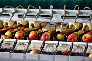 clean and fresh apples on conveyor belt in food processing facility, ready for automated packing. healthy fruits, food production and automated food industry concept. 
