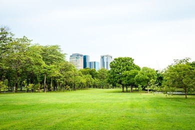 beautiful park scene in public park with green grass field, tree plant and architecture on blue sky background