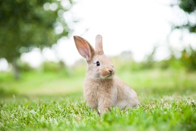 bunny rabbit on the grass. close up.