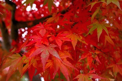 autumn leaves in kyoto
