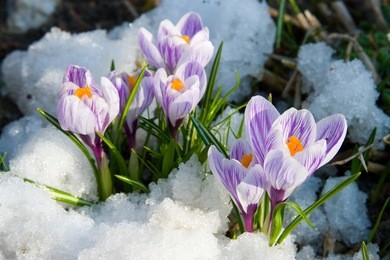 flowers purple crocus in the snow, spring landscape