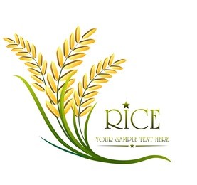 grain organic natural product with black background. concept vector illustration ,rice gold logo vector design