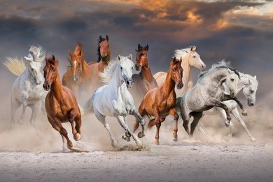 horse herd run fast in desert dust against dramatic sunset sky