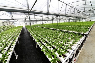 in the commercial greenhouse soilless cultivation of vegetables