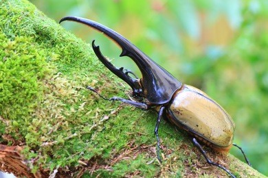hercules beetle (dynastes hercules) in ecuador