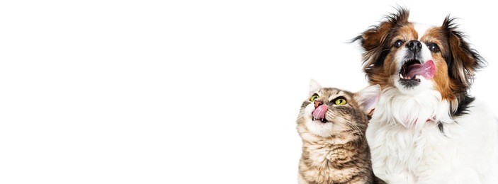 hungry dog and cat licking lips on horizontal banner with copy space sized for a popular social media website cover image