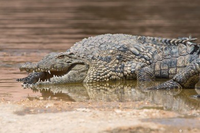 nile crocodile at waters edge/crocodile/nile crocodile (crocodylus niloticus)