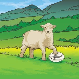 vector color image of sheep in the background of the nature new zealand rugby ball