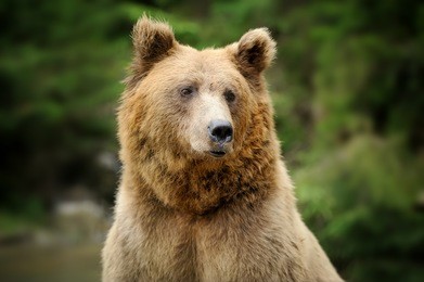 brown bear (ursus arctos) portrait in forest