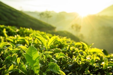 green tea bud and fresh leaves. tea plantations in munnar, kerala, india