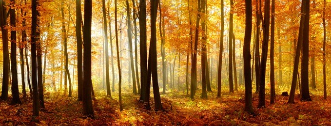 autumn, forest of deciduous trees illuminated by sunbeams through fog, leafs changing colour