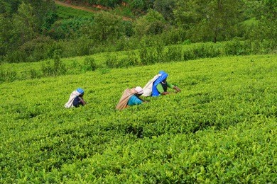 tea plantation with workers in nuwara eliya, sri lanka