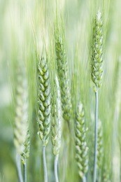 closeup of a few stalks of wheat.