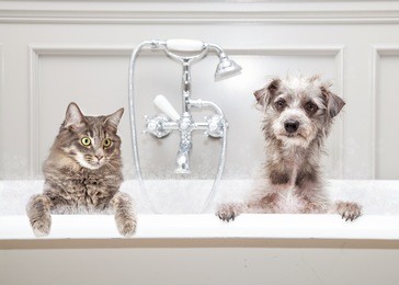 gray color cat and dog sitting together in a luxury tub in an upscale bathroom