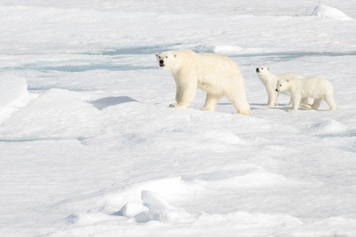 this mother polar bear in the arctic sea ice was very protective of her two cubs and made sure they didn't wander too far away. here they are seen staying behind her as she assesses her surroundings.