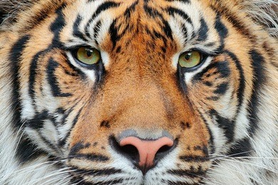 close-up detail portrait of sumatran tiger, panthera tigris sumatrae, rare tiger subspecies that inhabits the indonesian island of sumatra.