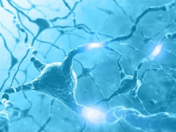 inside the brain. concept of neurons and nervous system. two neurons transmitting information.
