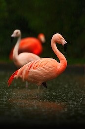 red birds in the water. beautiful pink big bird caribbean flamingo, phoenicopterus ruber, in dark green water, with evening light. animal in nature habitat, cuba.