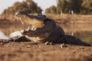 jaws of crocodile
