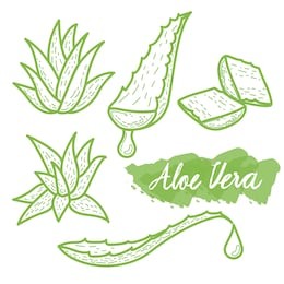 aloe vera watercolor painting